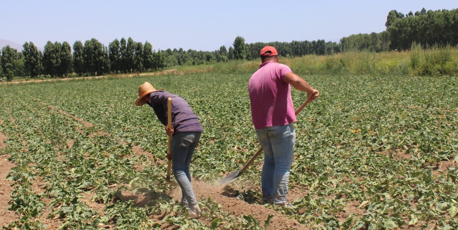 Tarımda Alarm Zilleri